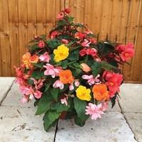 Begonia Sparkle Trailing Mix 2 Pre Planted Containers