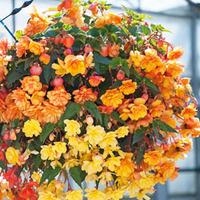 begonia apricot shades pre45planted hanging basket 1 pre planted begon ...
