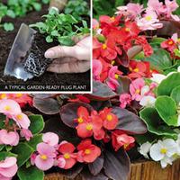 Begonia \'Organdy\' (Garden ready) - 30 garden ready begonia plug plants