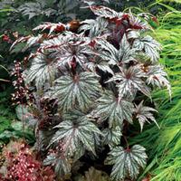 Begonia \'Garden Angel Silver\' - 2 begonia plug plants