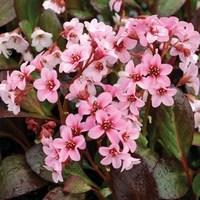 Bergenia Dragonfly Pink 3 Plants 1 Litre