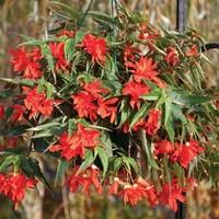 Begonia Double Stars Orange 70 Medium Plugs