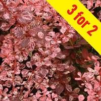 berberis harlequin barberry 3 plants 3 litre