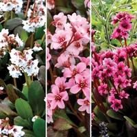 bergenia dragonfly collection 6 jumbo round plants