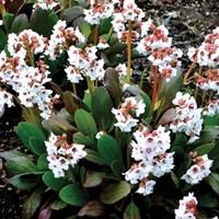 Bergenia Dragonfly Angel Kiss 3 Plants 1 Litre