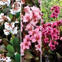 Bergenia Dragonfly Collection 3 Plants 1 Litre
