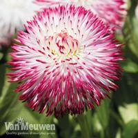 bellis perennis pomponette bicolour 24 bellis plug tray plants