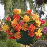 Begonia Gold Balcony 2 Pre Planted Hanging Baskets