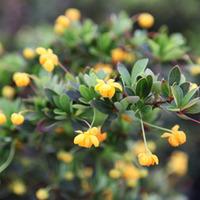 Berberis buxifolia \'Nana\' (Large Plant) - 2 berberis plants in 3.5 litre pots