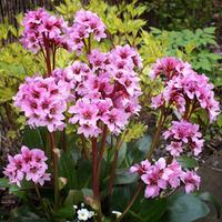 Bergenia \'Dark Damsell\' - 6 be...