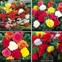 Begonia Bumper Collection - 40 begonia tubers - 1 pack of each
