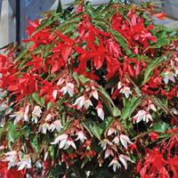 begonia starshine 48 begonia plug tray plants