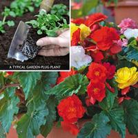 Begonia \'Non Stop\' (Garden ready) - 30 garden ready begonia plug plants