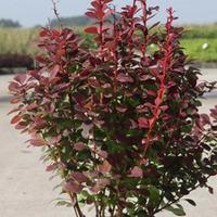 Berberis thunbergii f. atropurpurea \'Orange Rocket\' (Large Plant) - 1 berberis plant in 3.5 litre pot