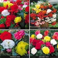 Begonia Bumper Collection - 80 begonia tubers - 2 packs of each