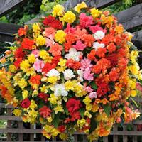 begonia illumination mixed 72 begonia plug tray plants