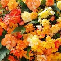 begonia apricot shades 48 begonia plug tray plants