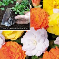 Begonia \'Non-Stop Citrus Mix\' (Garden Ready) - 30 garden ready begonia plug plants