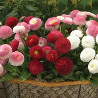 Bellis perennis \'Bellissima Mixed\' - 48 bellis plug tray plants