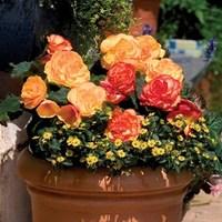 begonia amber delight 12 x 12cm pots