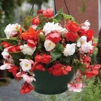 Begonia Odorata Mix 4 Pre-Planted Hanging Baskets