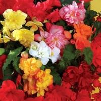 Begonia Sparkle (Trailing) 6 x 12cm Pots