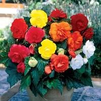 begonia double 12 tubers