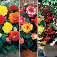 begonia mixed 12 tubers