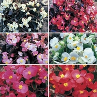 begonia sahara patchwork 170 plug plants