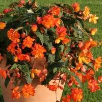 Begonia Apricot Sparkle (Trailing) 1 Pre-Planted Container