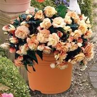 begonia champagne 1 pre planted container