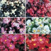 begonia sahara patchwork 70 plants