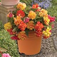Begonia Gold Balcony 1 Pre-Planted Container
