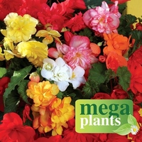 Begonia Sparkle (Trailing) 12 Mega Plants