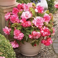 Begonia Pink Balcony 6 Tubers