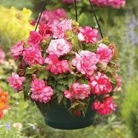 Begonia Pink Balcony 2 Pre-Planted Hanging Baskets
