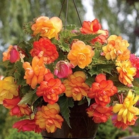 begonia gold balcony 12 tubers