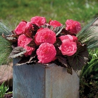 Begonia Destiny Pink 170 Plug Plants