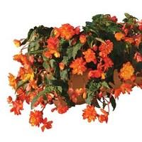 Begonia Apricot Sparkle (Trailing) 1 Pre-Planted Trough