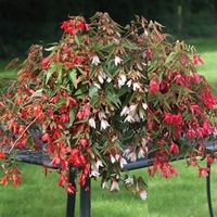 Begonia Stars 12 Mega Plants