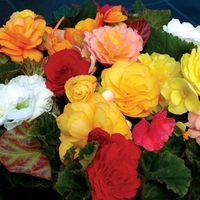 Begonia Destiny 280 Ready Plants (2nd Delivery Period)