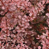 Berberis Harlequin (Barberry) 1 Plant 3 litre