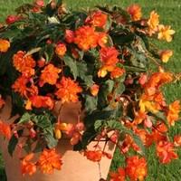 Begonia Apricot Sparkle (Trailing) 2 Pre-Planted Containers