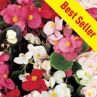 begonia sahara 170 plug plants