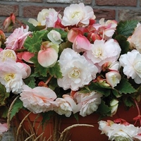 Begonia Odorata Angelique 6 Tubers