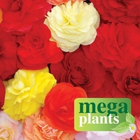 begonia compacta 12 mega plants