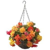 begonia balcony 2 rattan hanging baskets