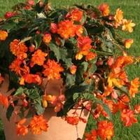 Begonia Apricot Sparkle (Trailing) 100 Plug Plants
