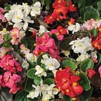 begonia sahara 96 jumbo plants