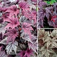 begonia garden angel collection 6 jumbo plants